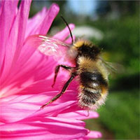 Chỉ bằng hành động nhỏ, loài ong khiến giới khoa học ngỡ ngàng vì IQ cao