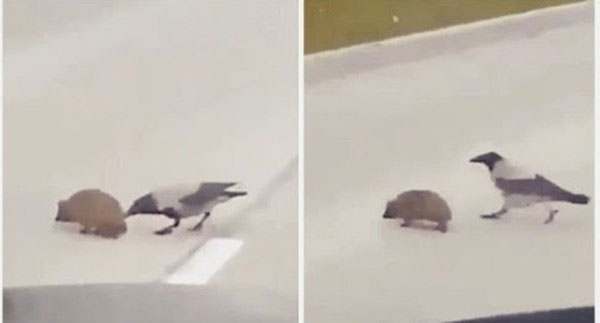 Quạ quyết tâm dẫn nhím qua đường để khỏi bị xe va phải.