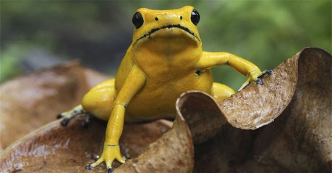 7 sự thật về các loài vật sẽ giúp bạn hiểu: Tự nhiên là một thế giới đầy rẫy những điều đáng sợ