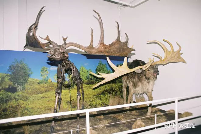Thú cưỡi của Thranduil trong The Hobbit là hoàn toàn có thật?