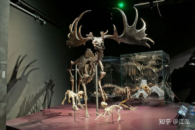 Thú cưỡi của Thranduil trong The Hobbit là hoàn toàn có thật?