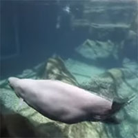 Video: Xem phút giây “lâm bồn” của cá voi mẹ Beluga