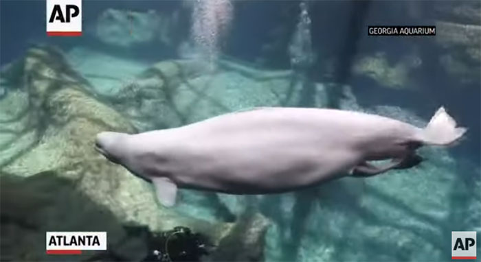 Chú cá voi con nặng tới 175 pound khi sinh (tương đương gần 80kg).