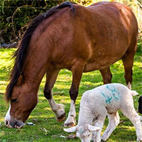 Hình ảnh hiếm thấy: Ngựa cái nuôi ba con cừu mồ côi