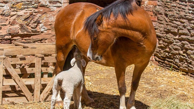Hình ảnh hiếm thấy: Ngựa cái nuôi ba con cừu mồ côi