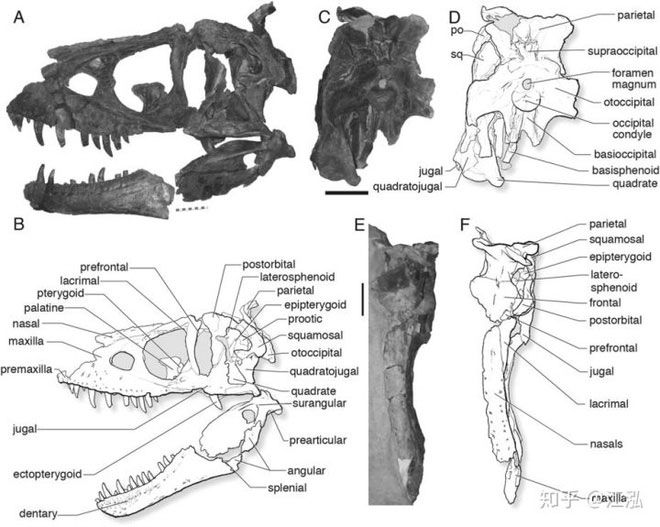 Khủng long bạo chúa Tyrannosaurus dựa vào giác quan thứ sáu để 