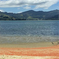 Hàng triệu tôm hùm nhuộm đỏ bãi biển