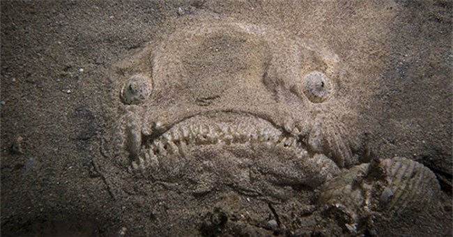 Thợ lặn hốt hoảng đối mặt với cá mặt quỷ dưới đáy đại dương