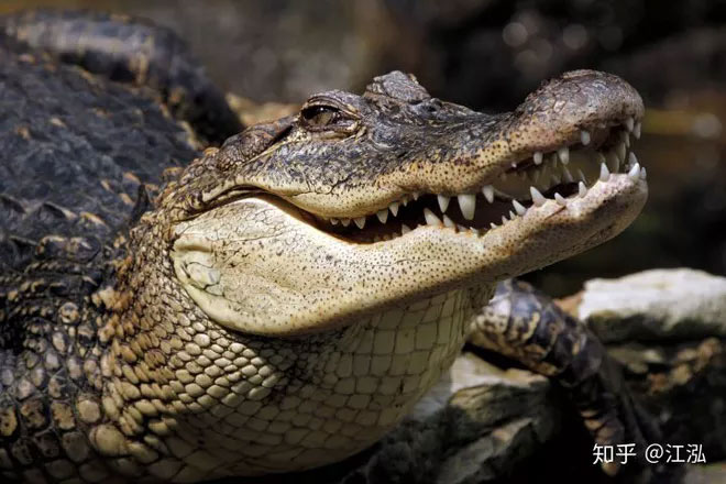 Khủng long bạo chúa Tyrannosaurus dựa vào giác quan thứ sáu để 