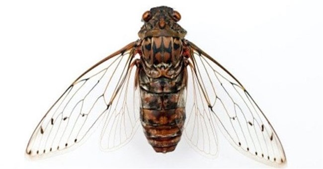 Tại sao đôi cánh mỏng manh của ve sầu lại là cơn ác mộng đối với mọi loài vi khuẩn?