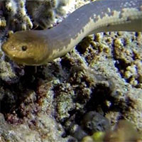 Rắn biển đã tiến hóa để nhìn được dưới nước từ 15 triệu năm trước