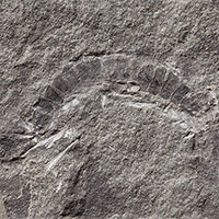 Tìm thấy hóa thạch bọ lâu đời nhất thế giới