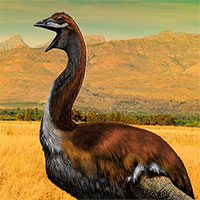Madagascar phát hiện ra loài chim khổng lồ đầu tiên trong lịch sử có độ cao lên tới 3 mét