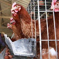 “Virus tận thế” đến từ thịt gà công nghiệp có thể làm “bay màu” một nửa dân số thế giới