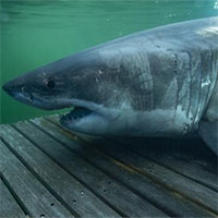 Cá mập bơi hơn 1000km để tránh giao phối