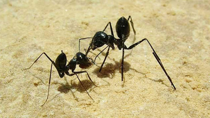 Sự thật có thể bạn chưa biết: Kiến về tổ bằng cách đếm bước chân