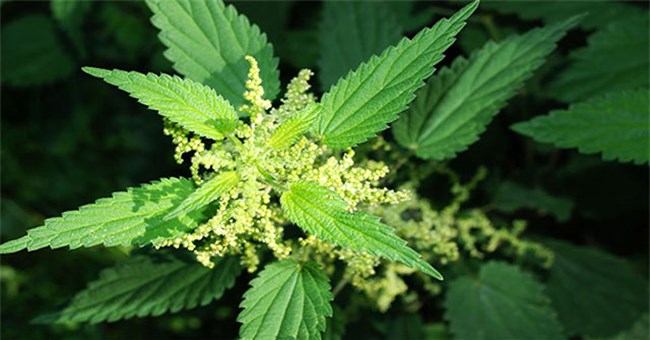 8 loại cỏ dại tưởng "vô thường" lại có giá trị không tưởng