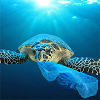 Vì sao sinh vật biển hay nuốt nhầm rác nhựa?