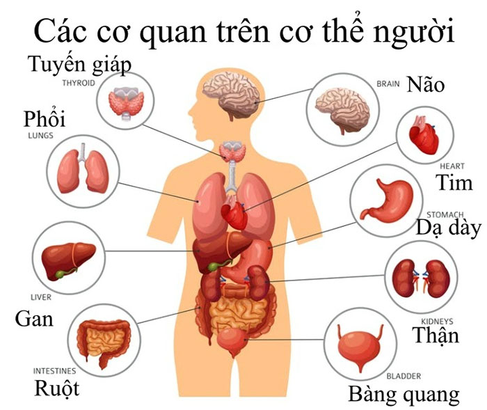 Tại sao một số cơ quan trên cơ thể có khả năng tái tạo, còn số khác thì không?