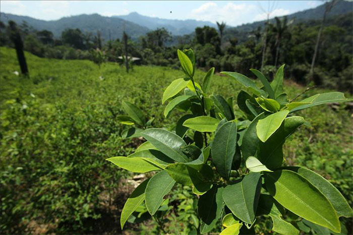 Giải mã loại lá cây được quý hơn vàng của đế chế Inca