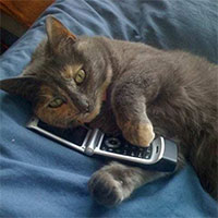 Biến mèo thành điện thoại, sự thật khó tin nhưng có thật trong lịch sử