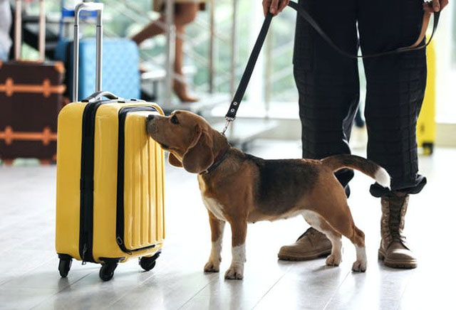 Chó có thể đánh hơi và phát hiện tiếng động từ khoảng cách bao xa?