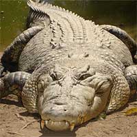 Vì sao cá sấu có thể "làm thịt" kẻ thù ngay cả khi ngủ?