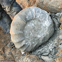 Dạo biển, 2 sinh viên kéo được sinh vật lạ khỏi "mộ đá" 115 triệu năm