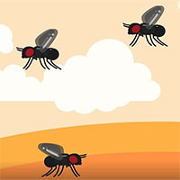 Vì sao ruồi giấm nhiều và rất khó bị tiêu diệt?