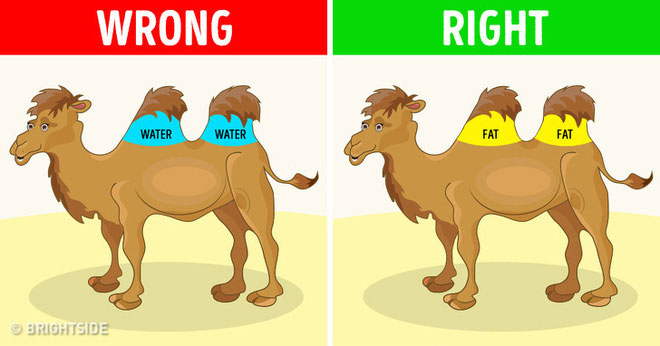 8 quan niệm sai lầm ăn sâu vào ý thức của nhân loại, thậm chí được đưa vào sách giáo khoa