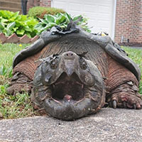 Tìm thấy rùa cá sấu khổng lồ trong khu dân cư ở Mỹ