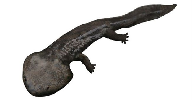 100 triệu năm trước, Nam Cực từng tồn tại loài kỳ nhông khổng lồ to lớn hơn cả xe ô tô