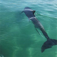 Cá heo xuất hiện gần bờ biển Cam Ranh trên báo Livetradingnews