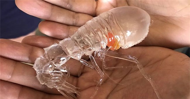 Sinh vật trong suốt khiến dân tình hoang mang, hóa ra không phải tôm và có biệt tài ẩn náu thần sầu