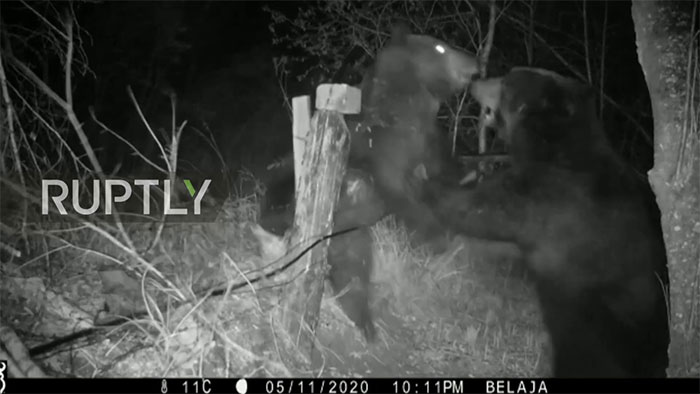 Khoảnh khắc gấu “khủng” đại chiến phá bay hàng rào dây thép gai