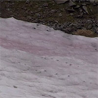 Hiện tượng kỳ lạ: Tuyết hồng bao phủ sông băng dãy Alps