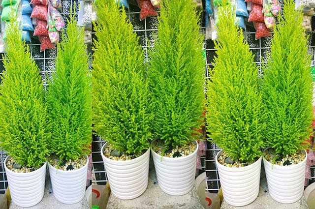 18 loại cây dễ trồng khiến muỗi “kinh sợ”
