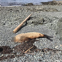 Bí ẩn những con sư tử biển mất đầu, trôi dạt vào bờ biển Canada