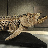 Công bố hóa thạch 70 triệu năm tuổi của cá xương khổng lồ