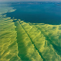 Biến đổi khí hậu: Hồ núi tại Mỹ chuyển màu do tảo diệp lục xâm lấn