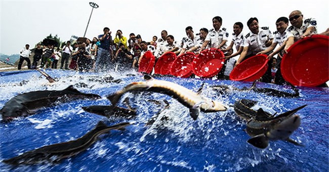 Vì sao sau khi xây xong đập Tam Hiệp, Trung Quốc phải thả vào 10.000 con cá?