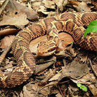 Bí mật ẩn sau loài rắn được xem là thần dược cho đàn ông Nhật Bản