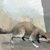 Hóa thạch hộp sọ của chuột cổ đại to như mèo