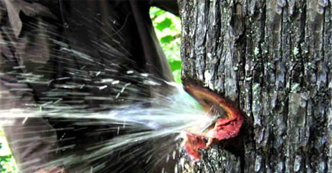 Nước bắn tung toé từ thân cây như vòi mở van tại Ấn Độ gây sốt mạng xã hội