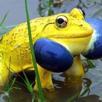 Cánh đồng ở Ấn Độ bỗng xuất hiện đàn ếch màu vàng chóe kỳ dị "mọc" lên ồ ạt như nấm sau mưa