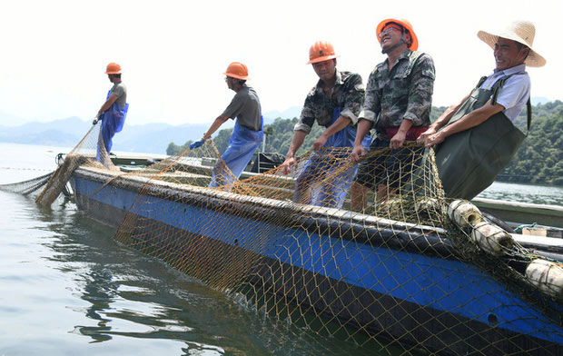 Trung Quốc: Đập thủy điện xả lũ, bội thu 25.000kg cá mè hoa
