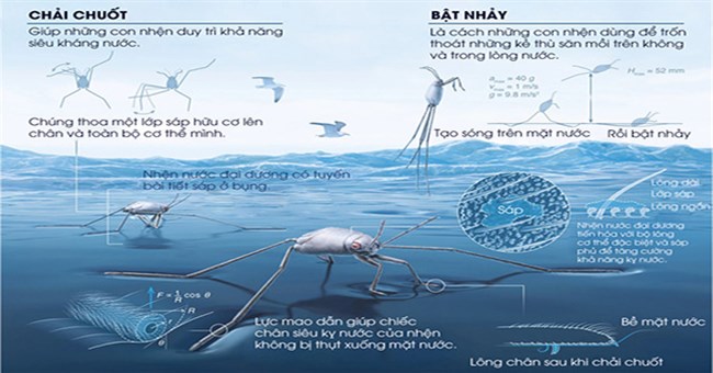 Những bí ẩn của loài nhện nước viễn dương - sinh vật đến thần thánh cũng không thể nhấn chìm
