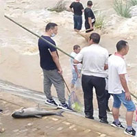 Sau mưa lũ, người dân đổ xô ra đường bắt cá