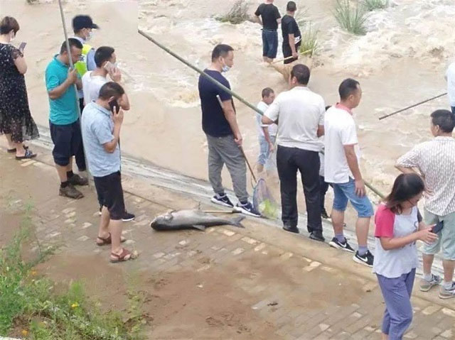 Người dân Vũ Hán đổ xô ra đường bắt cá.