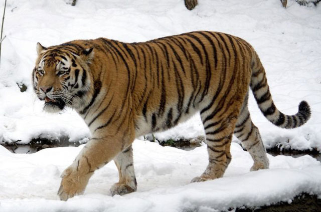 Hổ phương Bắc chủ yếu là phân loài của hổ Siberia và hổ Caspian.